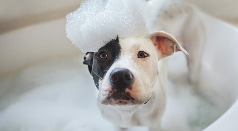 Fill the tub with lukewarm water Fill the tub with lukewarm water