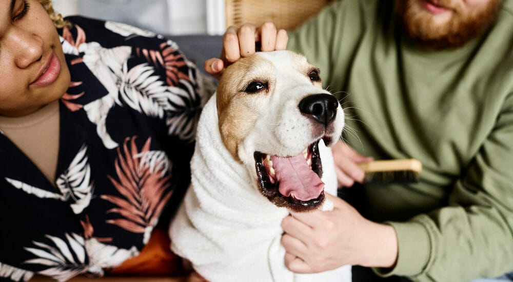 Does Dawn dish soap kill fleas? Does Dawn dish soap kill fleas?