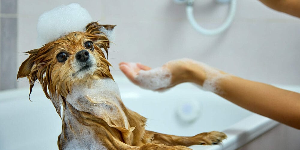 What is the best way to bathe a dog? What is the best way to bathe a dog?