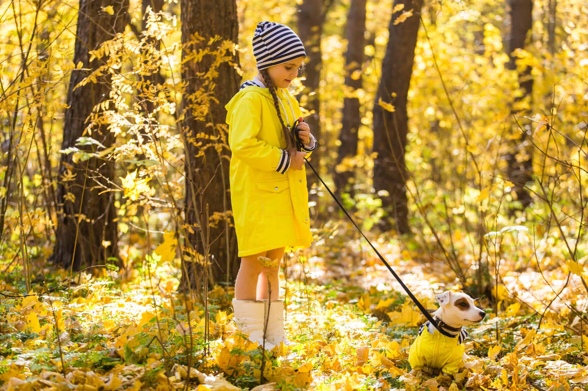 Obedience of the dog