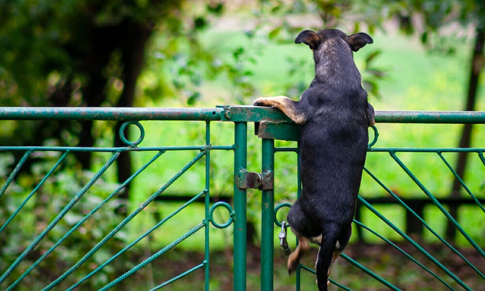 Additional tips for dog-proofing your fence Additional tips for dog-proofing your fence