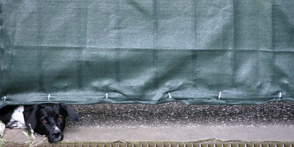 Consider adding a privacy fence screen for dogs Consider adding a privacy fence screen for dogs