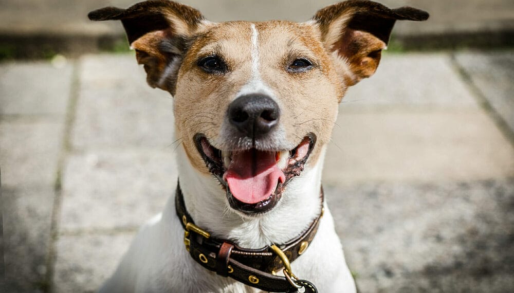 How do you clean a stinky dog collar?