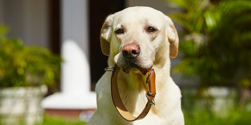 How to condition leather dog collar