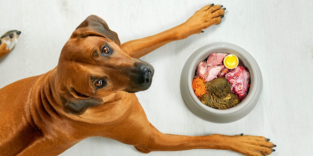 Feed them fresh foods Feed them fresh foods