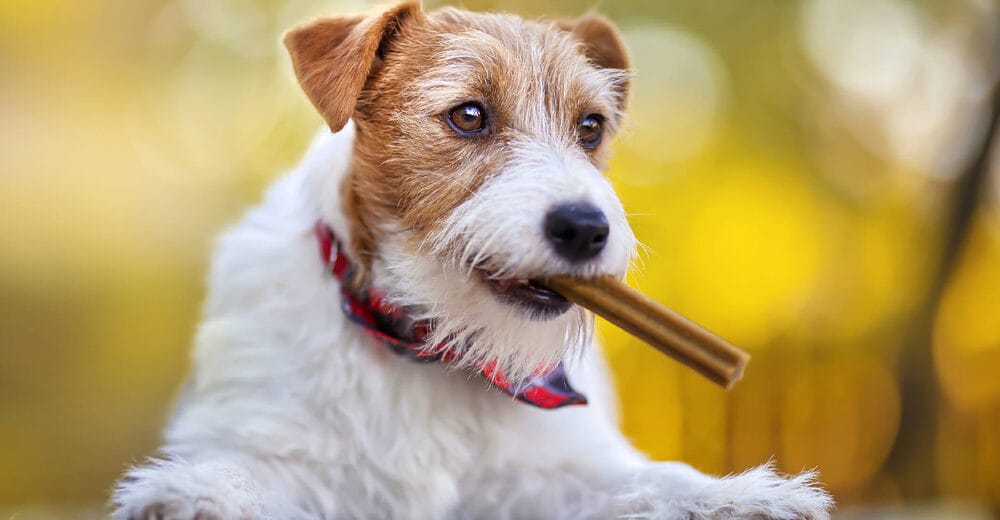 Give them dental chews Give them dental chews