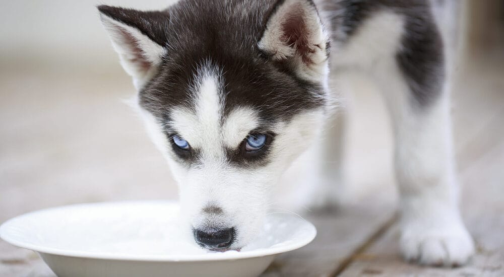 Use a water additive Use a water additive