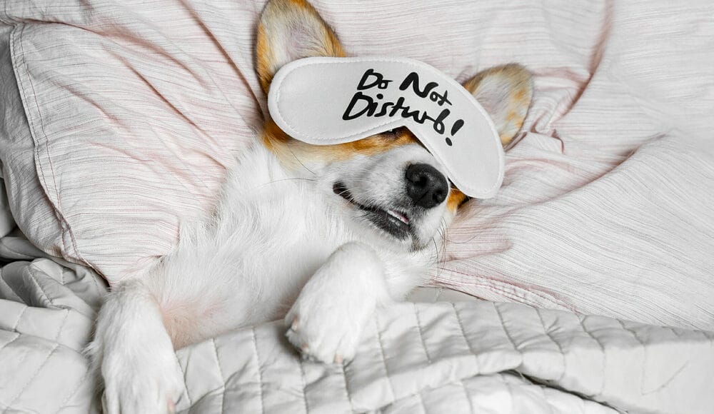 What you should avoid doing when your puppy is chewing its crate