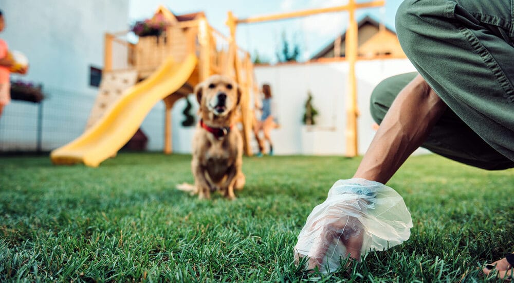 Pick up the poop regularly Pick up the poop regularly