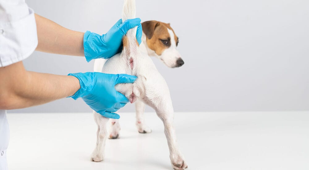 What if I can’t empty my dog’s anal glands What if I can’t empty my dog’s anal glands