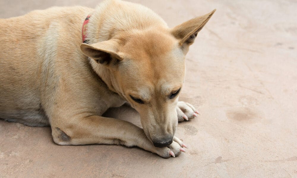 Why dogs shouldn't lick their stitches