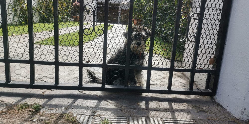 How to fix big gaps in wrought iron fence? How to fix big gaps in wrought iron fence?