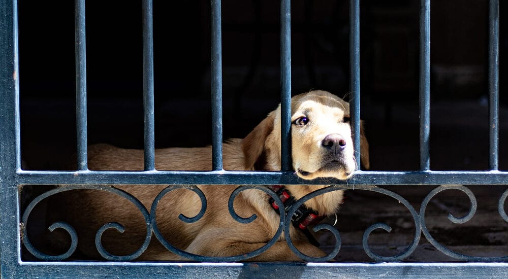 How To Keep Dog In Wrought Iron Fence How To Keep Dog In Wrought Iron Fence