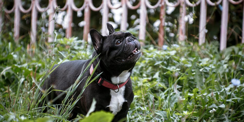 How To Keep Dog In Wrought Iron Fence