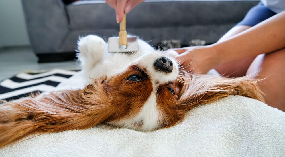Brush your dog regularly Brush your dog regularly