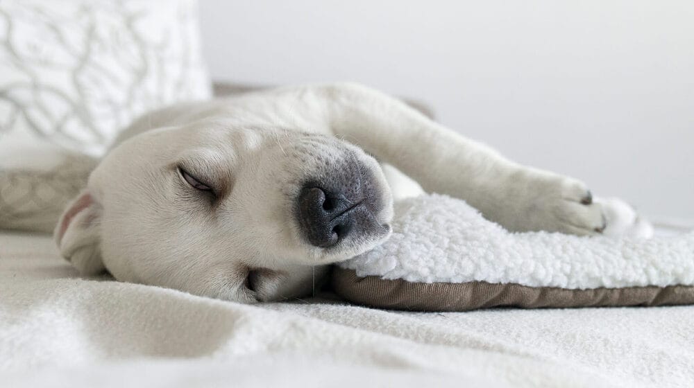 Learn your dog to lay on the blanket Learn your dog to lay on the blanket