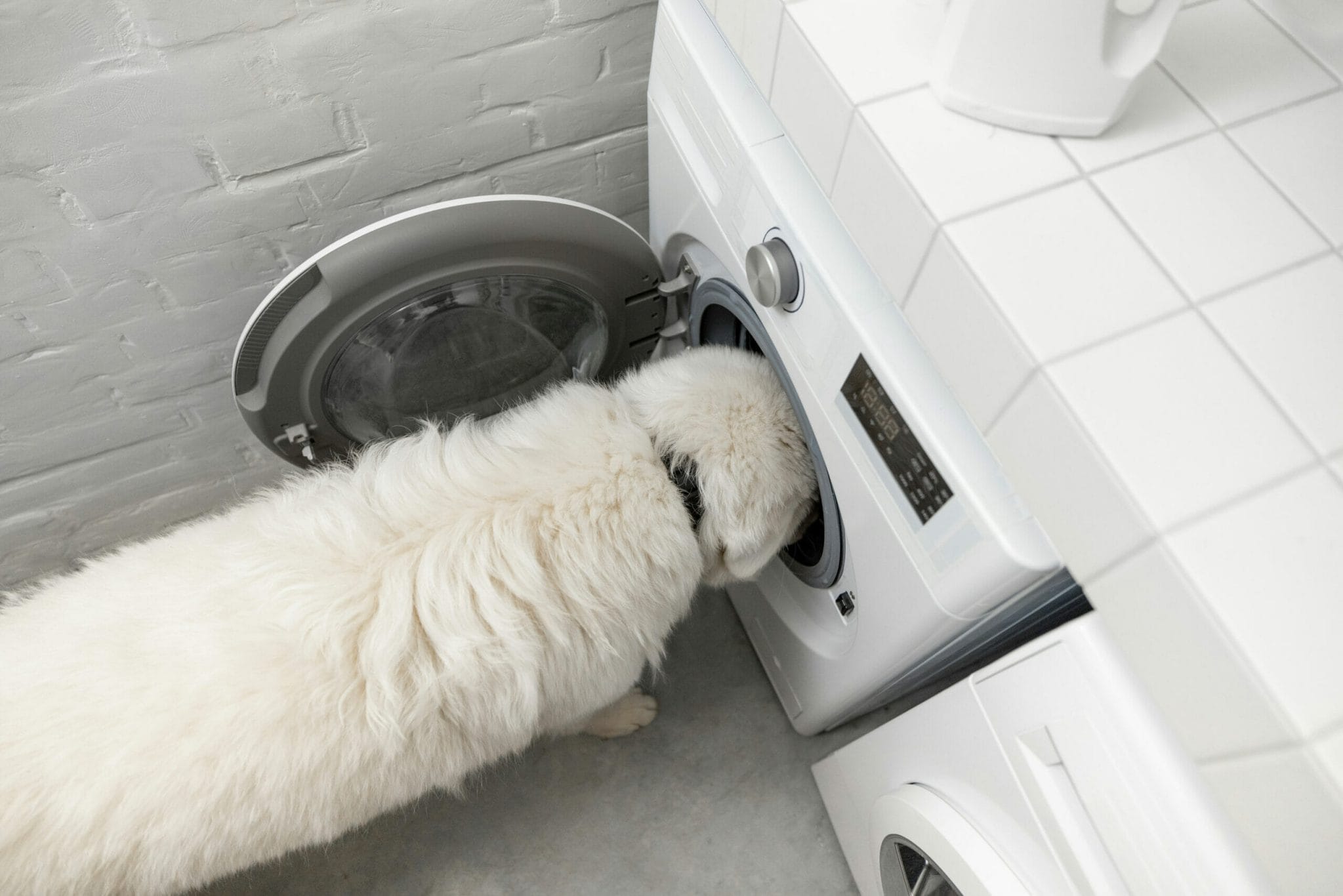 What even causes a dog to smell?