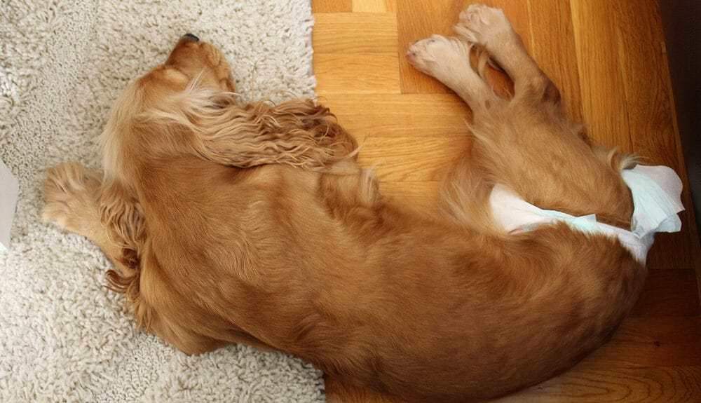 More Tips for Making Sock Dog Diapers More Tips for Making Sock Dog Diapers