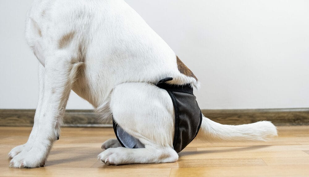 Other DIY dog diaper options Other DIY dog diaper options