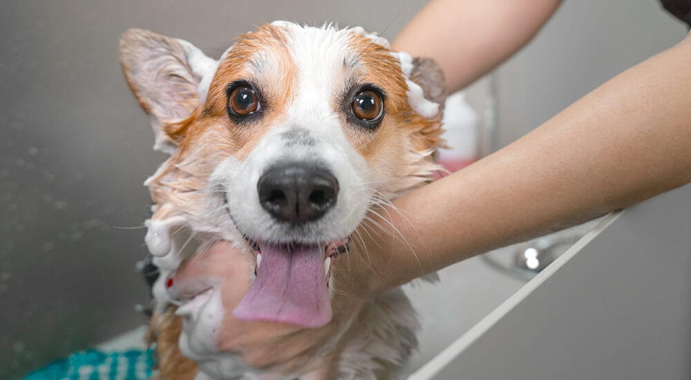 Things To Do to Relieve Post-Grooming Itching for Dogs Things To Do to Relieve Post-Grooming Itching for Dogs