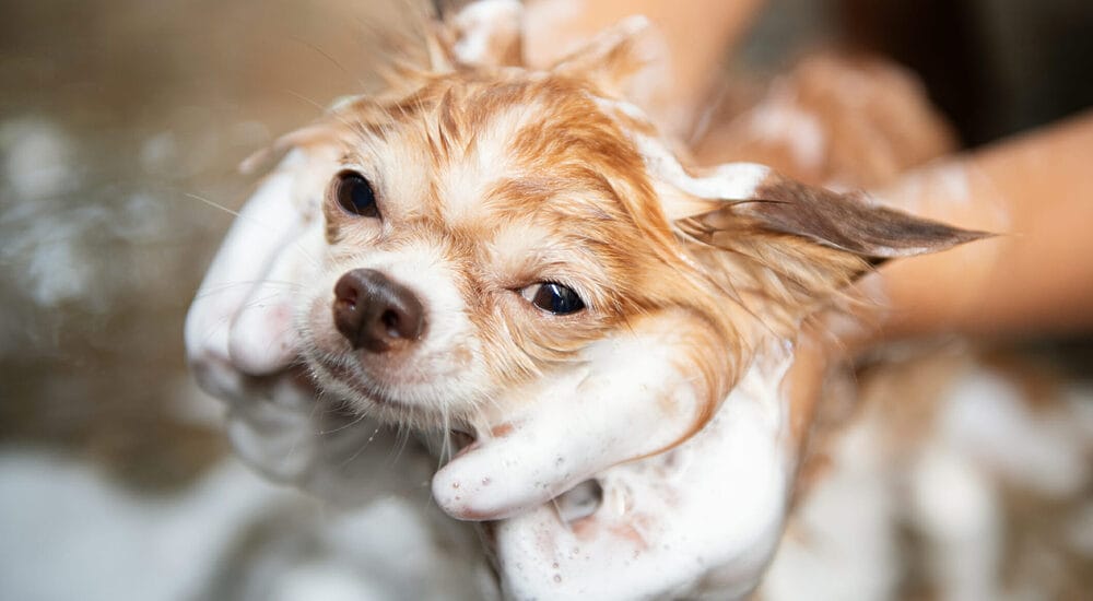 Home Remedies that help witch dog itching Home Remedies that help witch dog itching