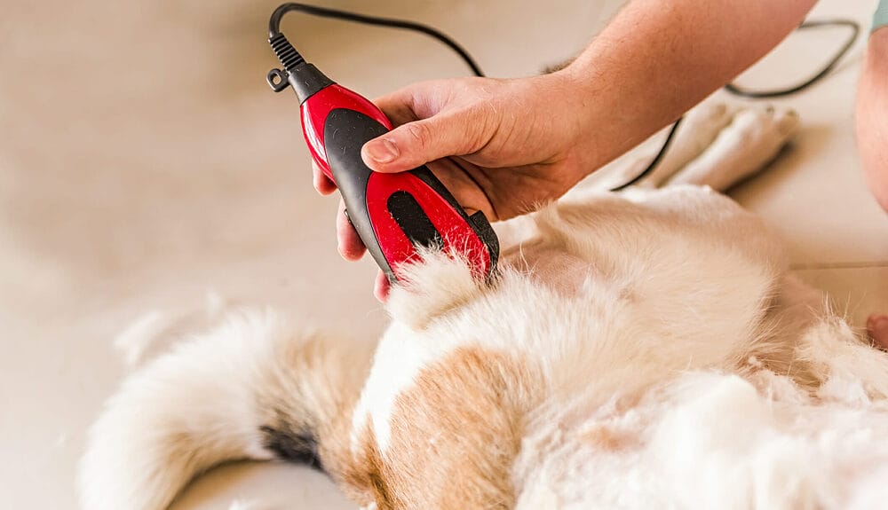 Why does Your Dog Itch after Grooming? Why does Your Dog Itch after Grooming?