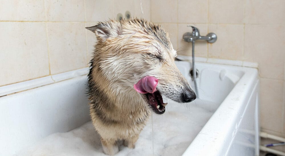 What if the urine stain persists?