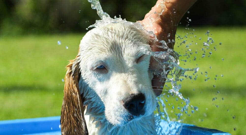 Step 1: Rinse your dog’s fur with cool water Step 1: Rinse your dog's fur with cool water