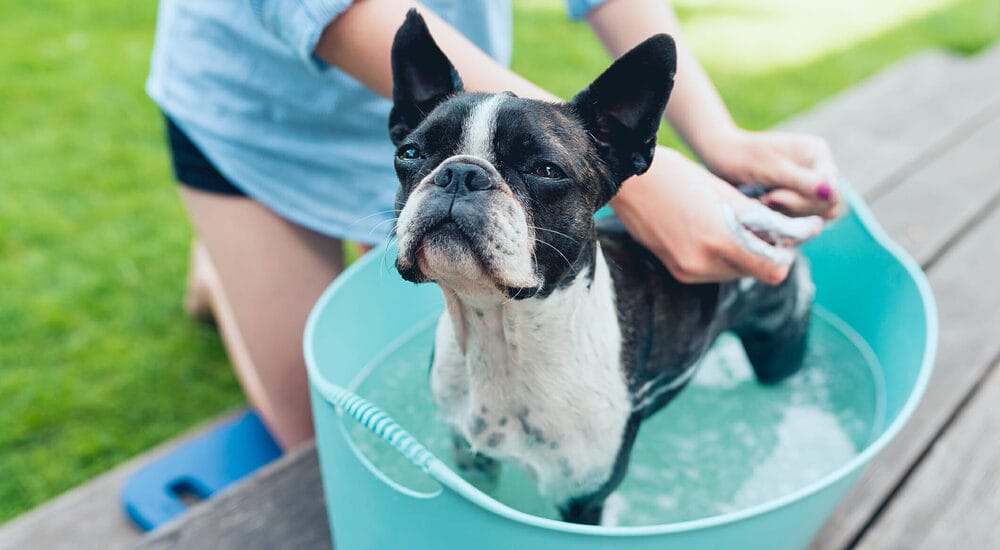 Step 4: Rinse off the cleaning solution Step 4: Rinse off the cleaning solution