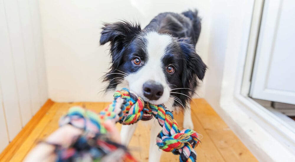 Get your dog’s attention Get your dog's attention