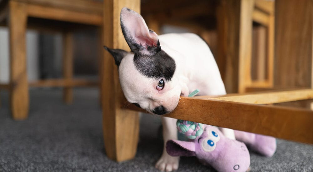 Why do dogs like to chew on wood?