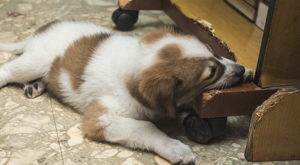 Is it dangerous for dogs to chew a wood?