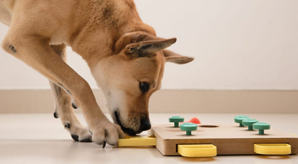 Environmental Enrichment