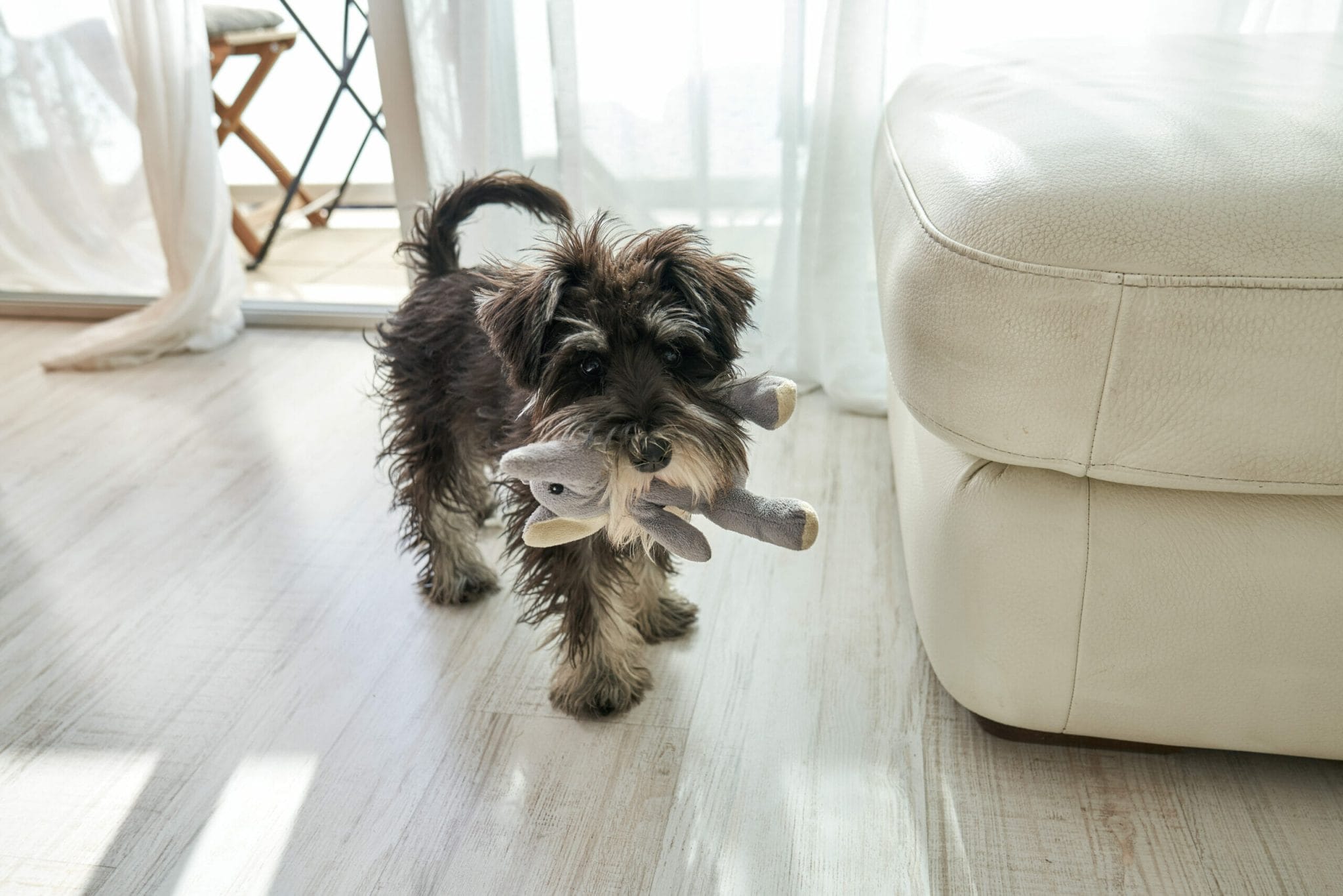 Distract your dog with toys