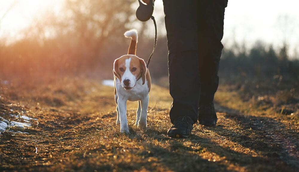 What is a Dog Leash Burn and how does it happen