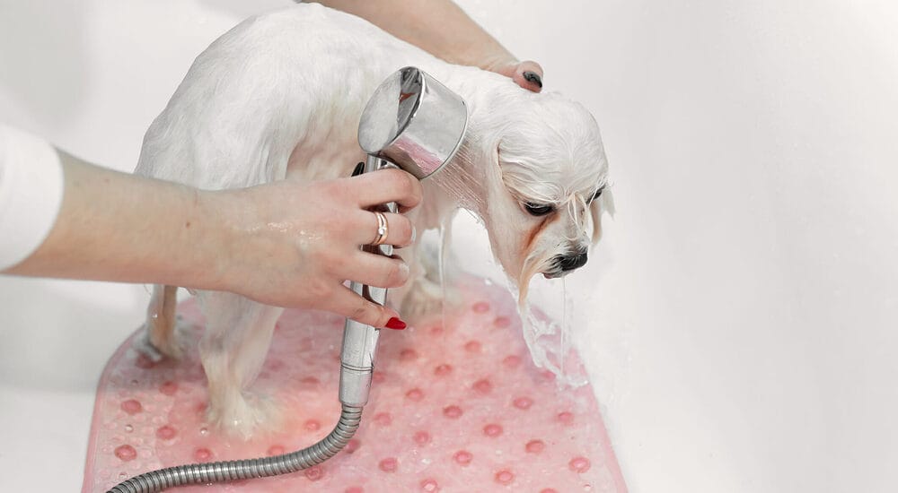 Additional tips for whitening your dogs fur Additional tips for whitening your dogs fur