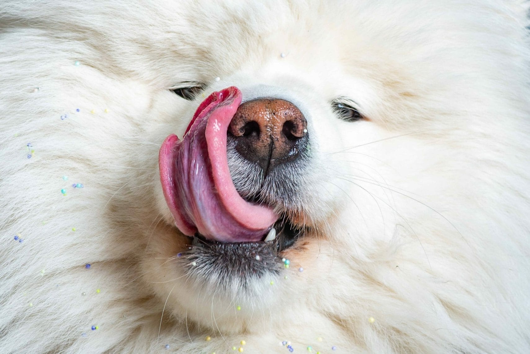 What if my dog has already tasted blood?