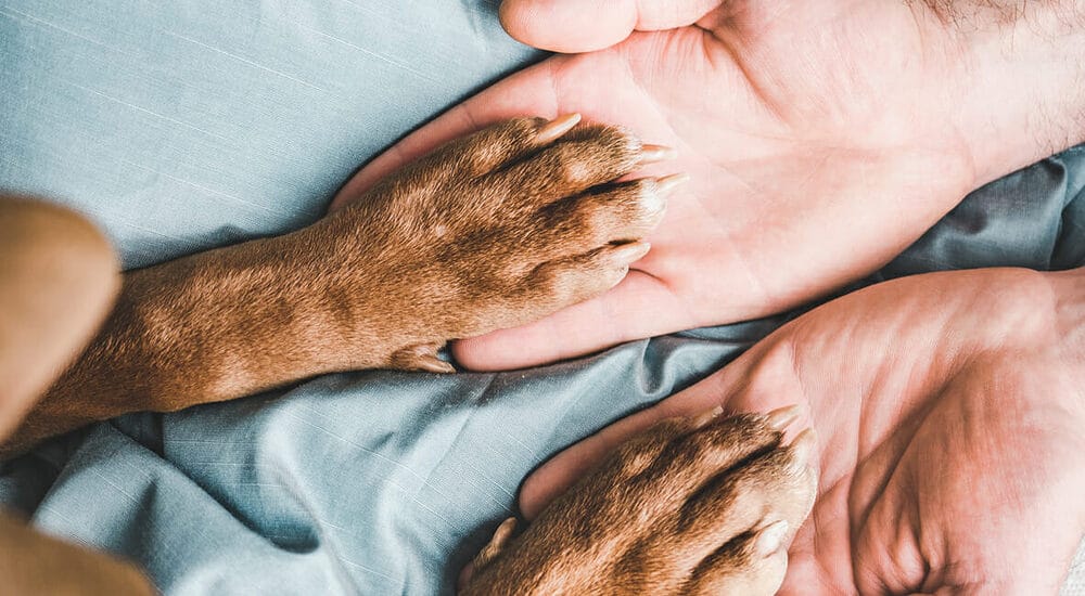 Your Dog May Get an Intestinal Blockage Your Dog May Get an Intestinal Blockage