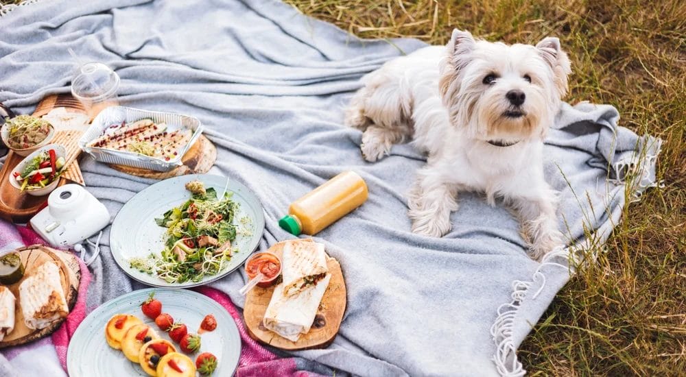 is it ok to share food with your dog
