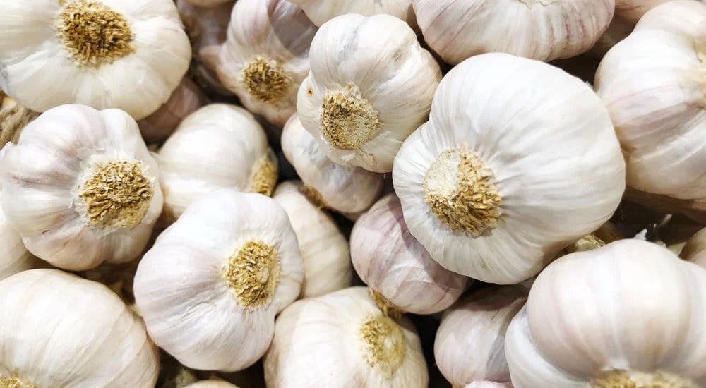 harmful food for dogs