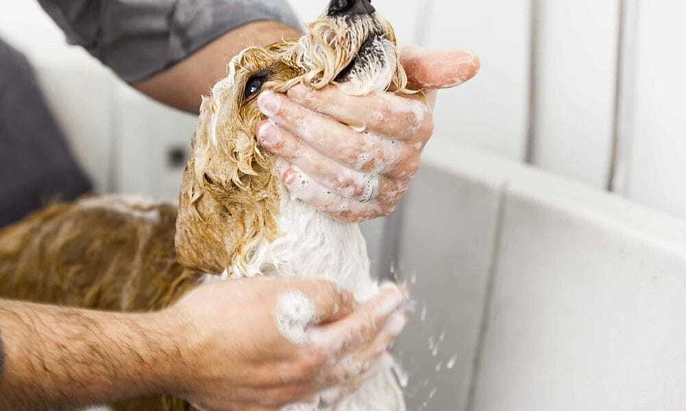 What Can You Do To Help? What Can You Do To Help?