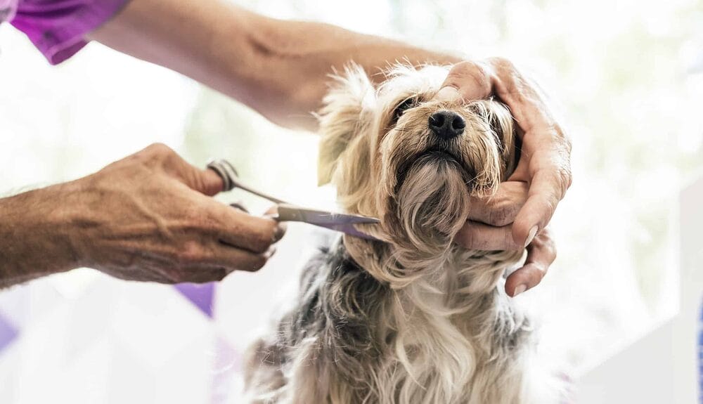 My Dog’s Balls Are Red And Irritated After Grooming My Dog’s Balls Are Red And Irritated After Grooming