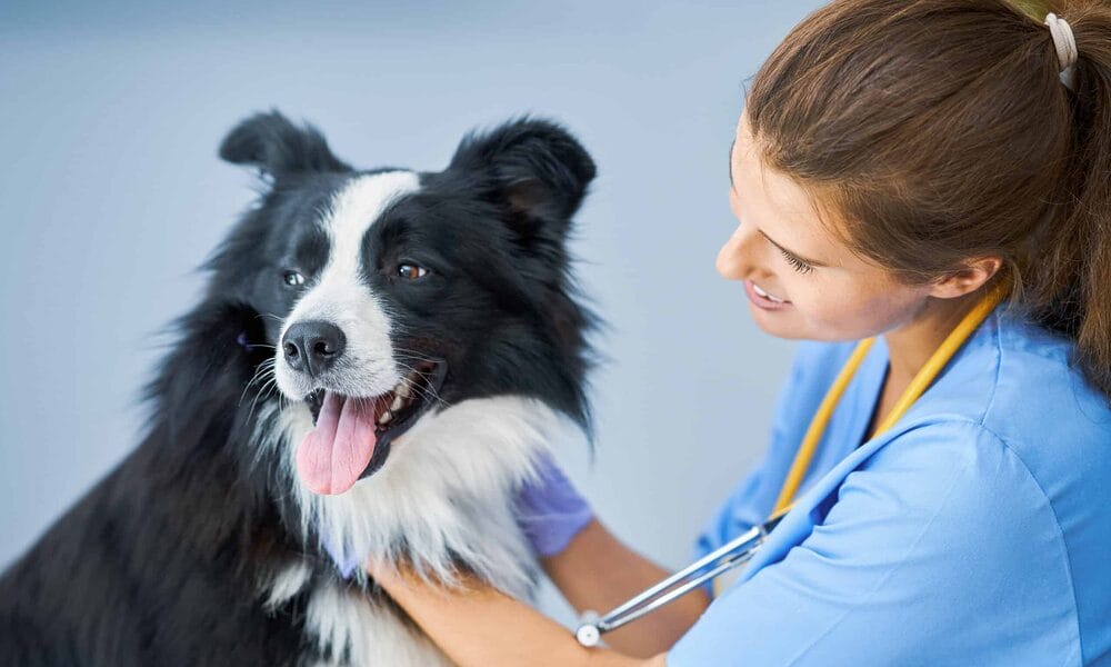 When to See the Vet? When to See the Vet?