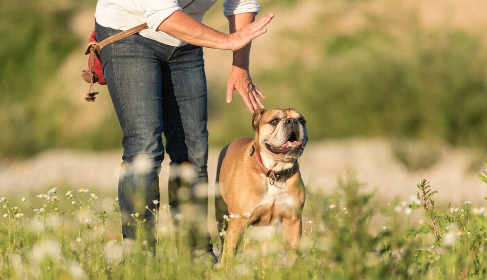 Other Ways to Protect Your Dog Against Snake Bites Besides A Vaccine Other Ways to Protect Your Dog Against Snake Bites Besides A Vaccine