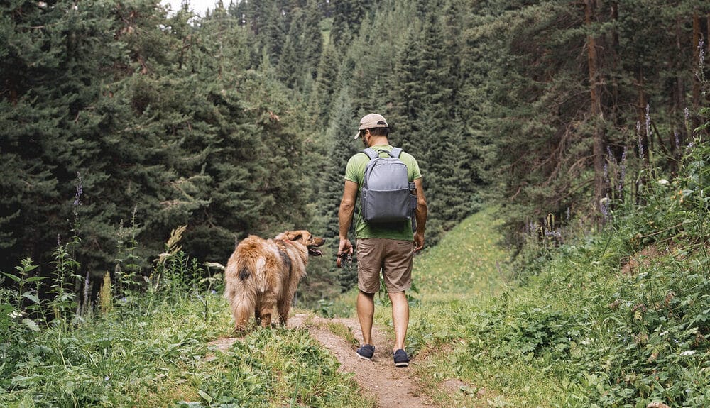 Man with a dog walking through a beautiful pine forest covered with snow. Beautiful winter day