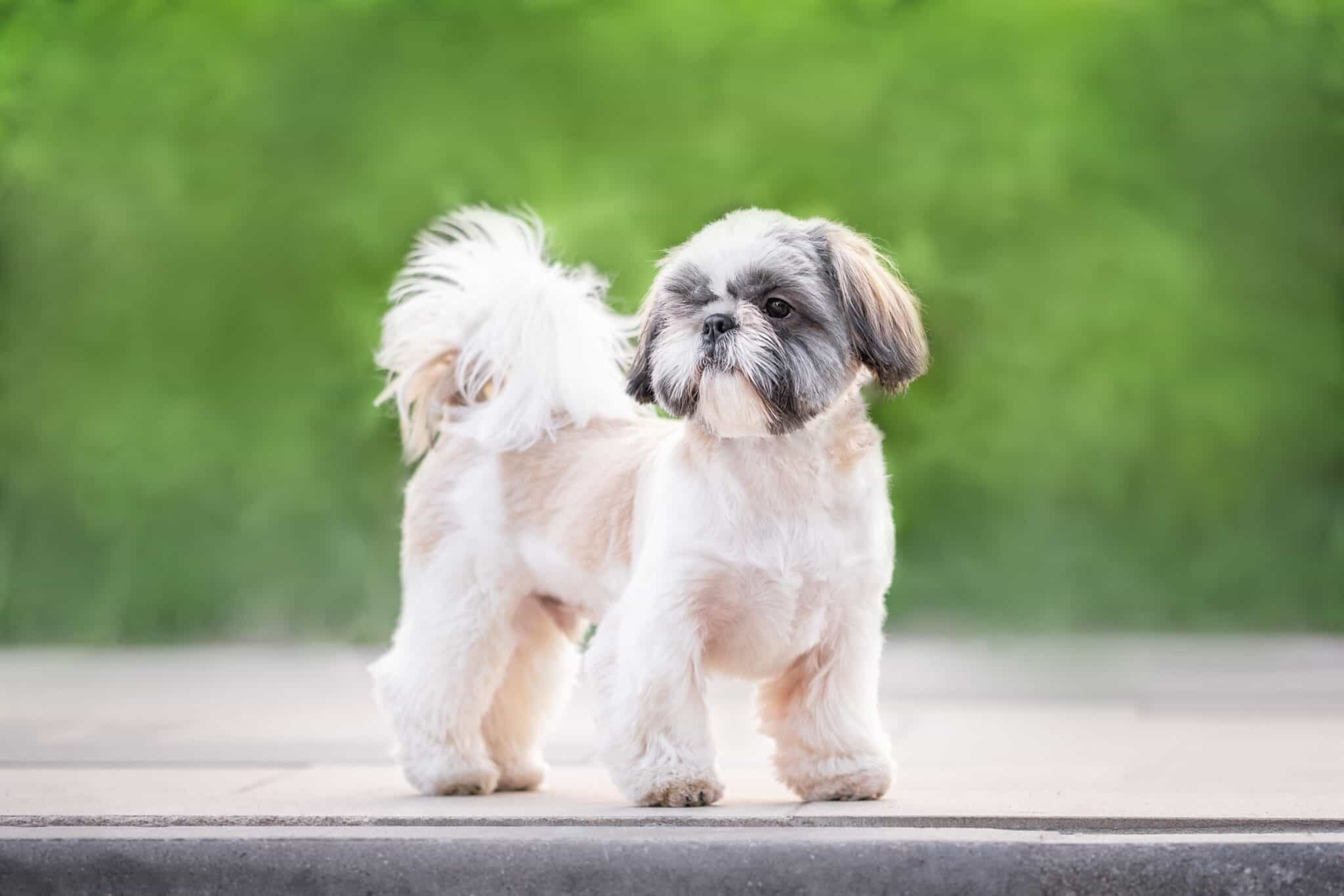 The Shih Tzu Teddy Bear Cut
