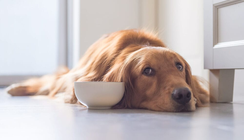 How To Introduce Your Dog To Sweet Potatoes (If You Haven’t Already) How To Introduce Your Dog To Sweet Potatoes (If You Haven't Already)
