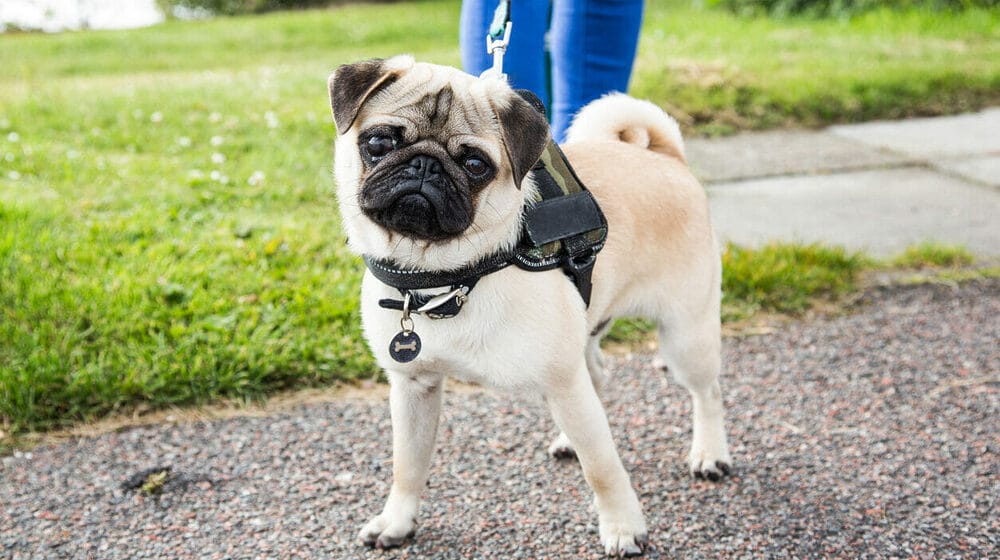 Never Leave Your Pet Unattended When Outdoors Never Leave Your Pet Unattended When Outdoors