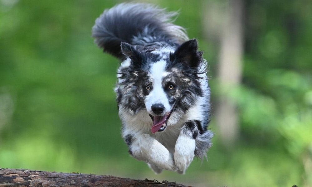 What breed of dog hops like a bunny