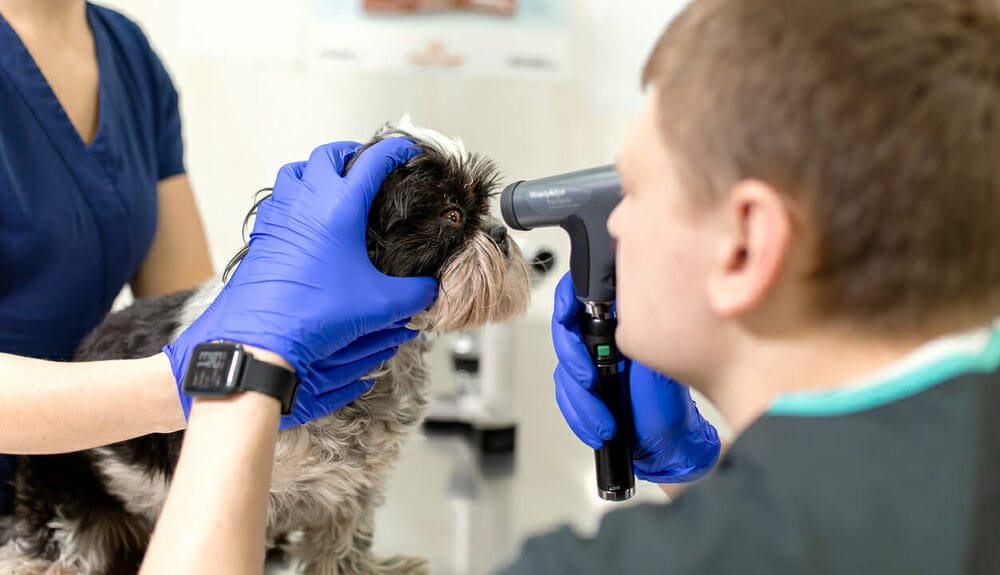 Does Your Dog Even Have Cataracts